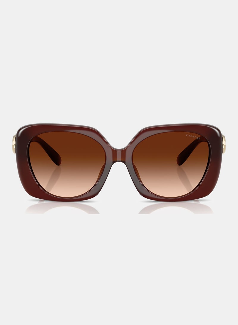 كوتش نظارة شمسية بإطار كامل مربع 8422U, 55, 5841, 74 - Image 5